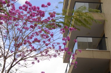 Modern bir apartmanda balkon, jöleli teras. Yakınlarda güzel bir çiçek ağacı var. Pencerenin altındaki bahçe.