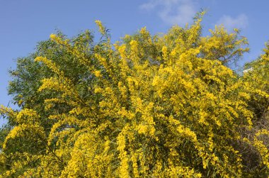 Akasya salya ağacı çiçek açmış, sarı çiçekler mimoza 'ya benziyor.