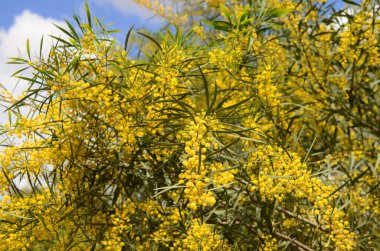 Akasya salya ağacı çiçek açmış, sarı çiçekler mimoza 'ya benziyor.