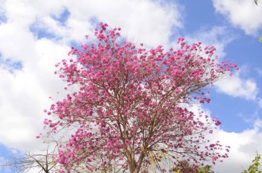 Pembeli Tabebuia Karınca Ağacı. Bahar çiçekleri. Gezegendeki en güzel ağaçlar. Trompet ağacı