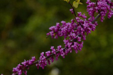 Cercis silikastrum Judas ağaç dalı. Nadir türler - beyaz ve pembe çiçekler