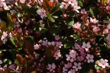 Güney Çin 'den gelen Rhaphiolepis indica çiçekleri, dekoratif pembe çiçekleri için yetiştirilir ve bonsai kültüründe popülerdir.