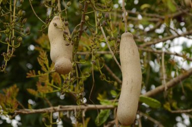 Sosis Ağacı Kigelia Pinnata meyveleri. Kigelia africana