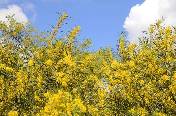 Acacia Saligna Kvetoucí Strom Žluté Květy Podobné Mimóze — Stock fotografie