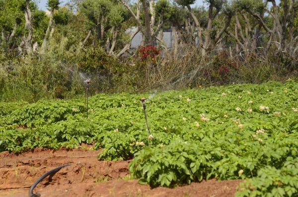 Campo Cultivo Con Batata Papas Florecientes Sistema Riego Riego Desierto —  Fotos de Stock