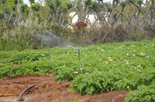 Campo Cultivo Con Batata Papas Florecientes Sistema Riego Riego Desierto —  Fotos de Stock