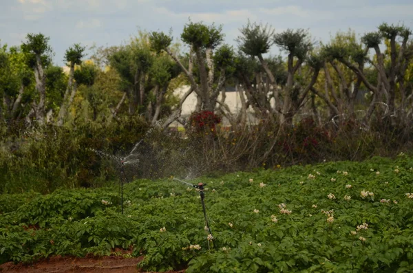 Bauernhof Mit Süßkartoffeln Blühende Kartoffeln Bewässerungssystem Bewässerung Der Wüste Landwirtschaft — Stockfoto