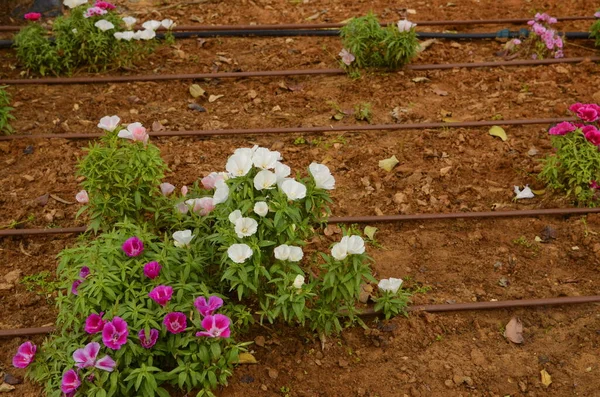 Γκοντέτια Κλάρκια Αμοένα Σύστημα Άρδευσης Στο Ισραήλ Ποτίζει Λουλούδια Στην — Φωτογραφία Αρχείου