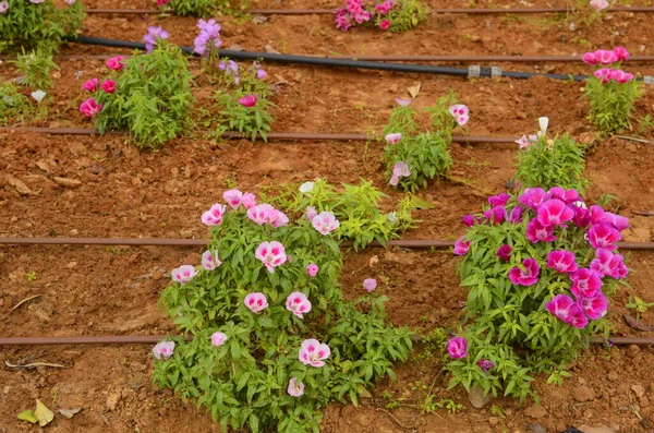 ゴデシアやクラルキア アメナ イスラエルの灌漑システム 砂漠に花を咲かせます 通りの花壇 植えられた花の近くの水ホース — ストック写真