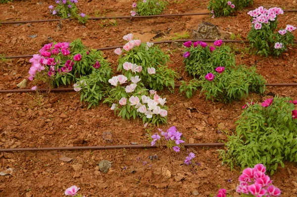 Godetia Clarkia Amoena Sistema Irrigação Israel Regar Flores Deserto Camas — Fotografia de Stock