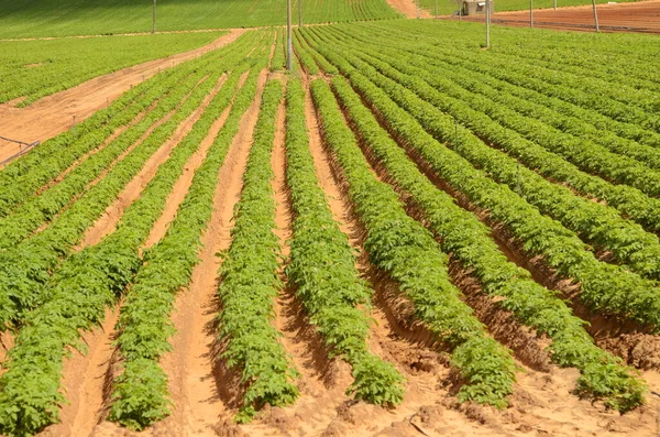 田里有红薯盛开的土豆灌溉系统 在沙漠中浇灌 在以色列耕作 — 图库照片