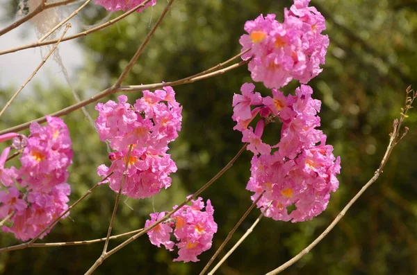 stock image Tabebuia Ant tree in pink. Spring flowering. The most beautiful trees on the planet. Trumpet tree