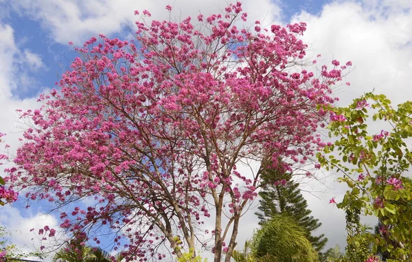 Pembeli Tabebuia Karınca Ağacı Bahar Çiçekleri Gezegendeki Güzel Ağaçlar Trompet — Stok fotoğraf