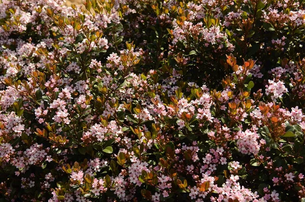 Güney Çin Den Gelen Rhaphiolepis Indica Çiçekleri Dekoratif Pembe Çiçekleri — Stok fotoğraf