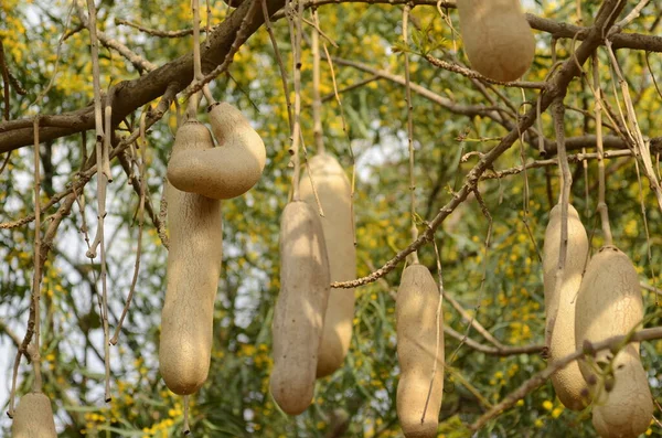 Sosis Ağacı Kigelia Pinnata meyveleri. Kigelia africana