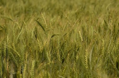 Tarlada taze yeşil buğday. Yeşil ve soluk sarı buğday kulakları. Freekeh