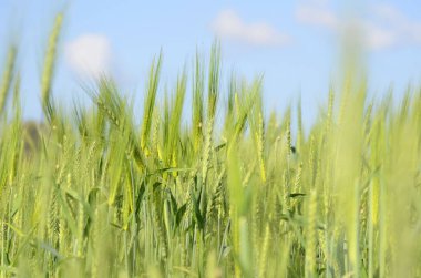 Tarlada taze yeşil buğday. Yeşil ve soluk sarı buğday kulakları. Freekeh