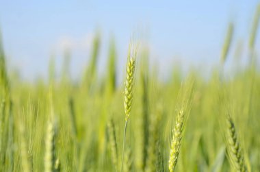 Tarlada taze yeşil buğday. Yeşil ve soluk sarı buğday kulakları. Freekeh