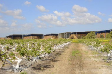 İncir ağaçları, gövdeler beyaza boyanmış. Bahçedeki budanmış ağaçlar. Alçak ağaçlar, tarım arazileri. İncir ekimi