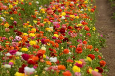 Ranunculus tarlaları. Güzel çiçek sıraları. Asya Ranunculus çiftliği. Çok renkli Güzel, arka plan, karışık resim. 