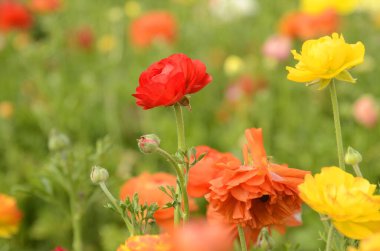 Ranunculus tarlaları. Güzel kırmızı, turuncu, sarı çiçek sıraları. Asya ranunculus çiftliği. 