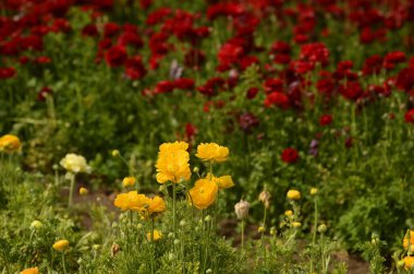 Sarı ranunculus ve kırmızı tereyağı. Çiçek tarlaları. Satırları kapat