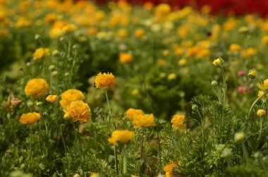 Sarı ranunculus ve kırmızı tereyağı. Çiçek tarlaları. Satırları kapat