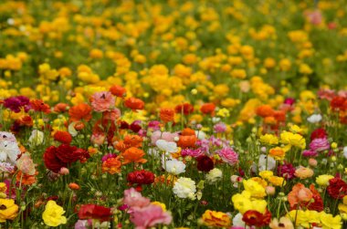 Ranunculus tarlaları. Güzel çiçek sıraları. Asya Ranunculus çiftliği. Çok renkli Güzel, arka plan, karışık resim. 