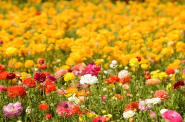 Sarı ranunculus ve kırmızı tereyağı. Çiçek tarlaları. Satırları kapat