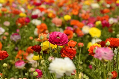 Ranunculus tarlaları. Güzel çiçek sıraları. Asya Ranunculus çiftliği. Çok renkli Güzel, arka plan, karışık resim. 