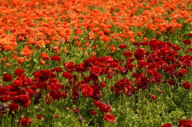 Ranunculus tarlaları. Güzel kırmızı, turuncu, sarı çiçek sıraları. Asya ranunculus çiftliği. 