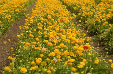 Sarı ranunculus ve kırmızı tereyağı. Çiçek tarlaları. Satırları kapat