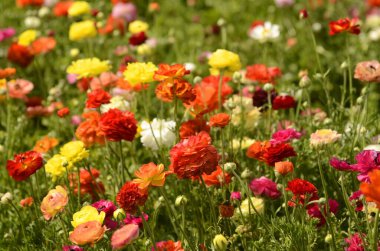 Ranunculus tarlaları. Güzel çiçek sıraları. Asya Ranunculus çiftliği. Çok renkli Güzel, arka plan, karışık resim. 