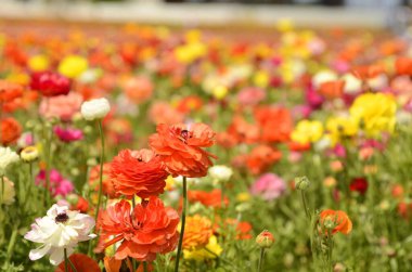 Ranunculus tarlaları. Güzel çiçek sıraları. Asya Ranunculus çiftliği. Çok renkli Güzel, arka plan, karışık resim. 