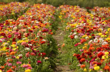 Ranunculus tarlaları. Güzel çiçek sıraları. Asya Ranunculus çiftliği. Çok renkli Güzel, arka plan, karışık resim. 