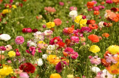 Ranunculus tarlaları. Güzel çiçek sıraları. Asya Ranunculus çiftliği. Çok renkli Güzel, arka plan, karışık resim. 