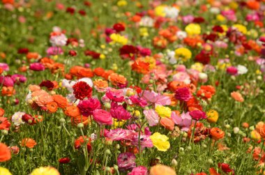 Ranunculus tarlaları. Güzel çiçek sıraları. Asya Ranunculus çiftliği. Çok renkli Güzel, arka plan, karışık resim. 