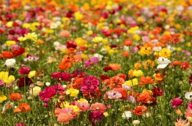 Ranunculus tarlaları. Güzel çiçek sıraları. Asya Ranunculus çiftliği. Çok renkli Güzel, arka plan, karışık resim. 