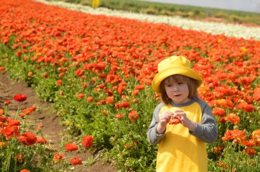 Ranunculus 'un güzel sıraları. Sarı panama şapkalı küçük bir çocuk çiçekleri makasla keser. Çiftlikte bir çocuk, annesi için buket topluyor. Asya düğün çiçeği tarlaları - kırmızı, turuncu