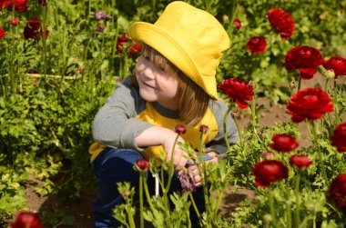Ranunculus 'un güzel sıraları. Sarı panama şapkalı küçük bir çocuk çiçekleri makasla keser. Çiftlikte bir çocuk, annesi için buket topluyor. Asya düğün çiçeği tarlaları - kırmızı, turuncu