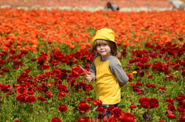 Ranunculus 'un güzel sıraları. Sarı panama şapkalı küçük bir çocuk çiçekleri makasla keser. Çiftlikte bir çocuk, annesi için buket topluyor. Asya düğün çiçeği tarlaları - kırmızı, turuncu