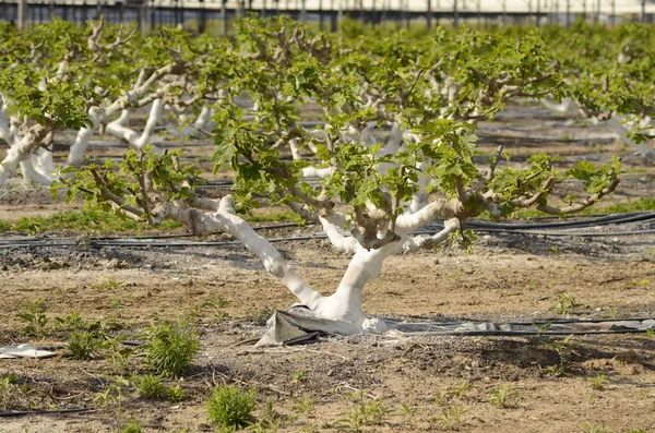 Feigenbäume Stämme Weiß Gestrichen Gehölzschnitt Garten Niedrige Bäume Ackerland Feigenanbau — Stockfoto
