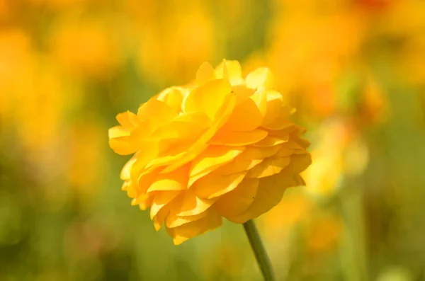 Yellow Ranunculus Red Buttercumps Flower Fields Close Rows — Stock Photo, Image