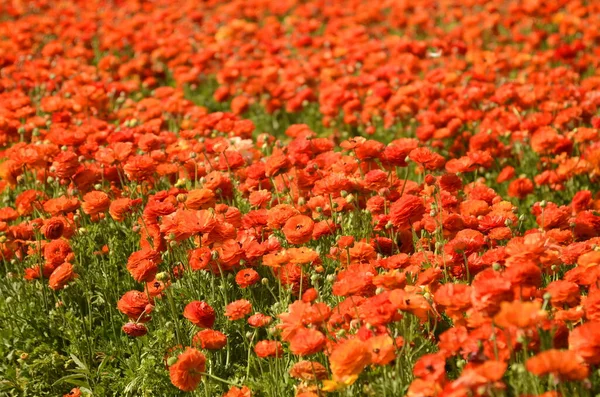 Ranunculus Fields Beautiful Red Orange Yellow Rows Flowers Asian Ranunculus — Stock Photo, Image