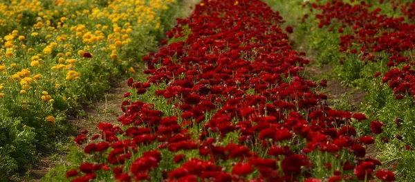 Champs Ranunculus Belles Rangées Fleurs Rouges Orange Jaunes Ranunculus Asiatique — Photo