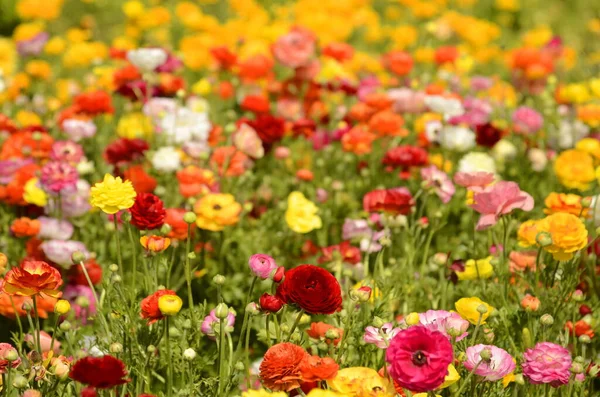 stock image Ranunculus fields. Beautiful rows of flowers. Asian ranunculus farm. Multi-colored Beautiful, background, motley picture. 