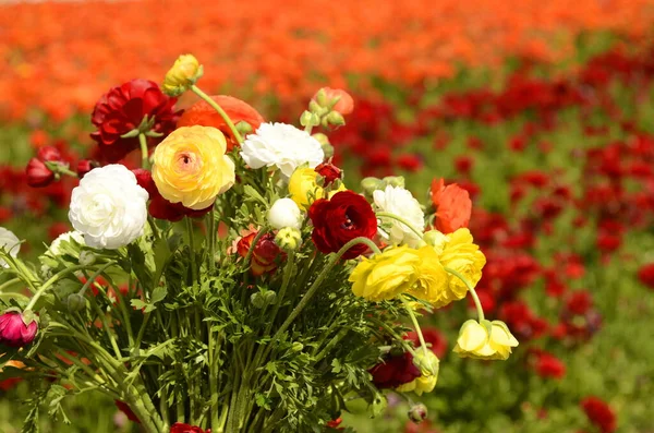 Ranunkulové Pole Krásné Řady Květin Asijská Ranunkulová Farma Mnohobarevné Krásné — Stock fotografie