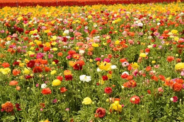 Pola Ranunculus Piękne Rzędy Kwiatów Azjatycka Farma Ranunkulusów Multi Kolorowe — Zdjęcie stockowe