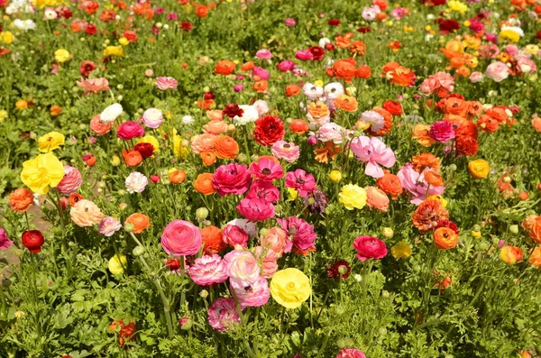 Ranunculus tarlaları. Güzel çiçek sıraları. Asya Ranunculus çiftliği. Çok renkli Güzel, arka plan, karışık resim. 
