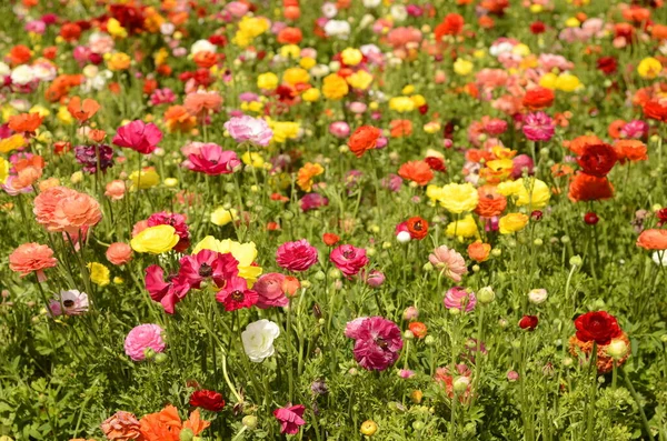 Ранункулусские Поля Красивые Ряды Цветов Азиатская Ферма Ранункулов Разноцветная Красивая — стоковое фото